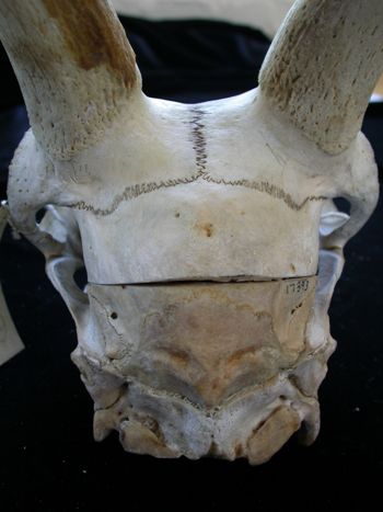 Media type: image;   Mammalogy 17393